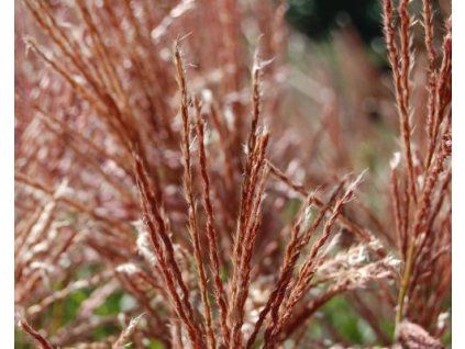 98633 ozdobnice cinska ferner osten