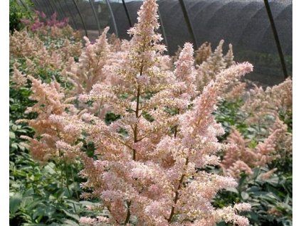 98654 cechrava japonska peach blossom