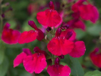 Salvia Mirage Cherry Red scaled