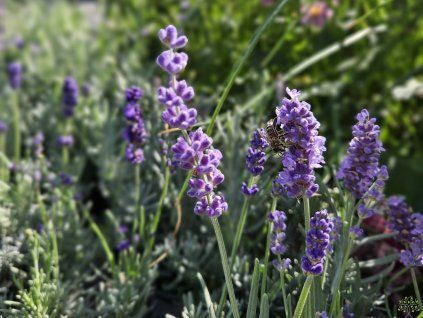 Lavandula Pacific Blue (1)
