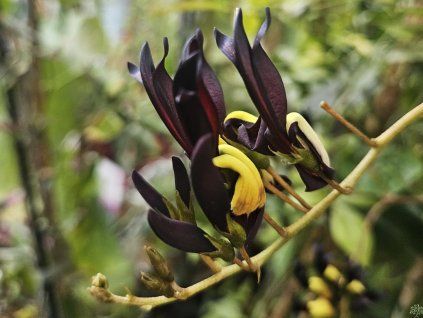 Kenedie černavá (Balení kontejner p17)