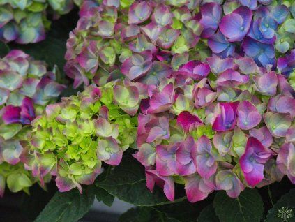 Hydrangea macrophylla 'Ningbo' Purple