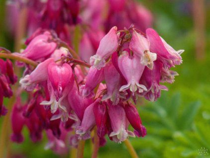 Dicentra Luxuriant (1)