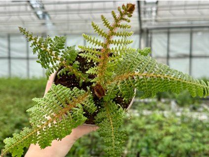 cyathea