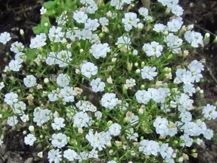 gypsy white