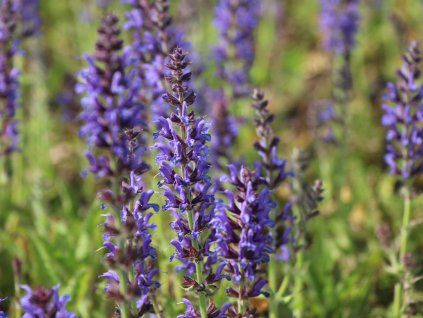 salvia reugen 1