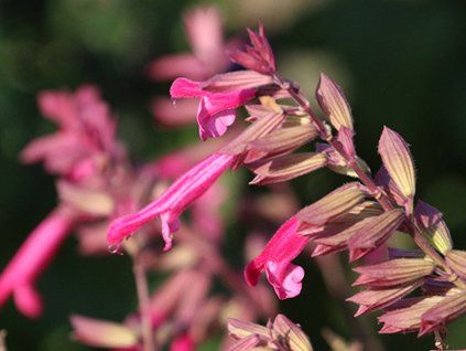 salmia pink