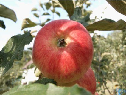 Libovické muškátové (1)