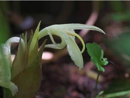 Zázvor japonský (Balení kontejner C3)