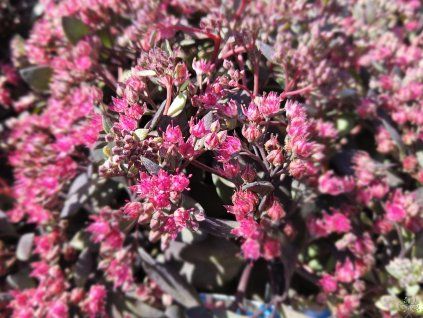 Sedum Dazzleberry (1)