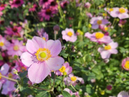 Anemone Breeze Candy (1)