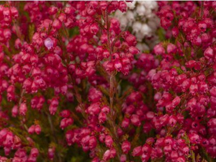 erica gracilis rot