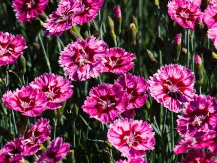 Dianthus Supernova (2)