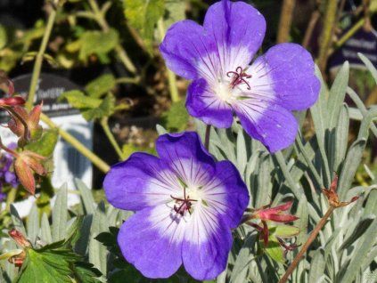 Geranium wallichianum 'Bloom Me Away' (2)