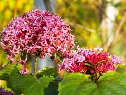 Clerodendron Bungeuv (1)