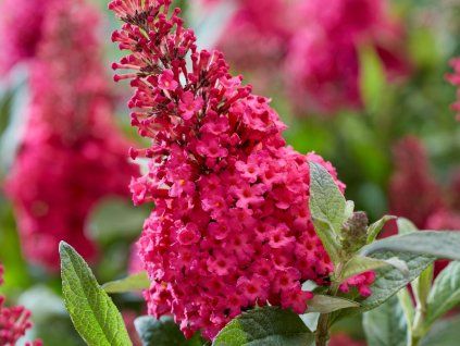 Buddleja Butterfly Candy Little Ruby (1)