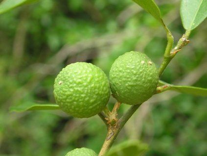 Citrumelo (Balení kontejner C2)