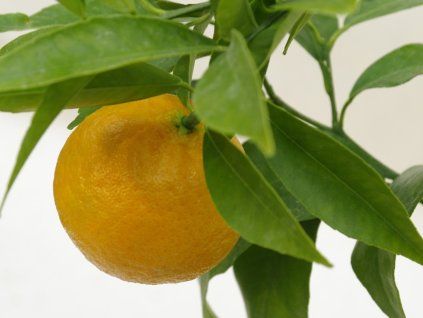 Mandarinka 'Esbal' (Balení kontejner C2)