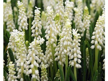 52014 1 modrenec bily 10 ks