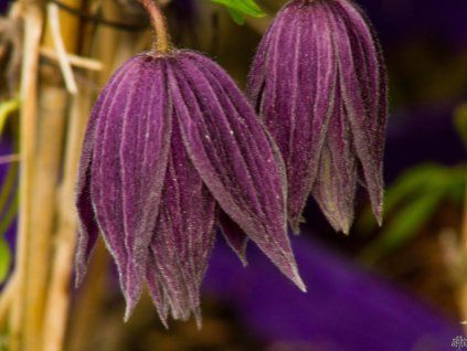 Clematis Violet Surprise (2)