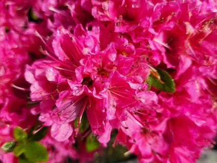 Azalea japonica Diamont Rot