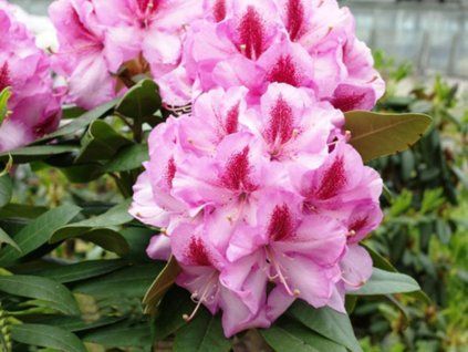 Rododendron 'Vyšehrad' (Balení kontejner C1,5)