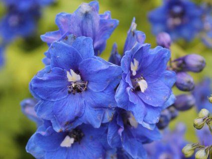 Delphinium elatum Blue Bird