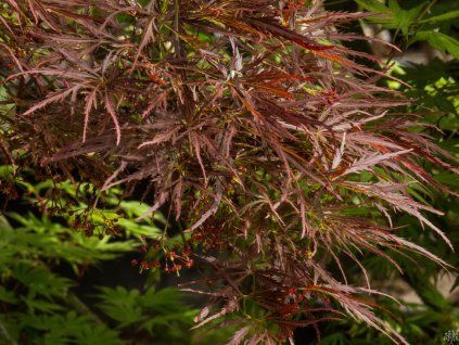 Acer Ornatum (2)
