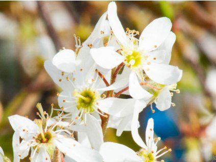 Amelanchier lamarck�v kopie