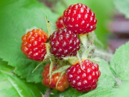 rubus p