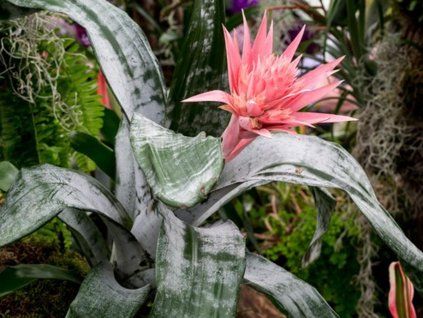 aechmea