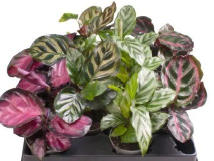 calathea