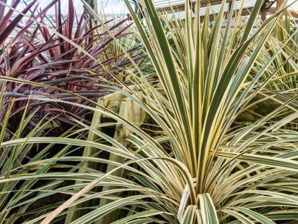 cordyline