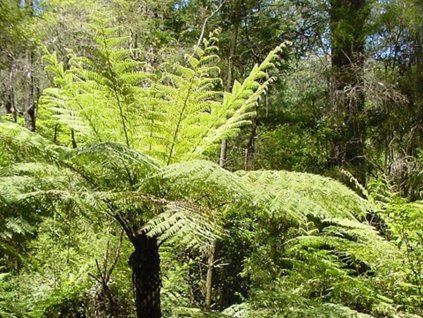 cyathea