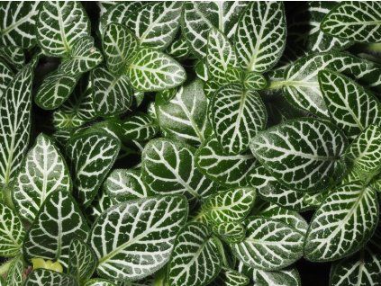 fittonia