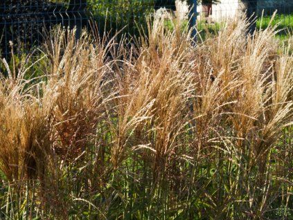 Miscanthus Ards Angel (1)