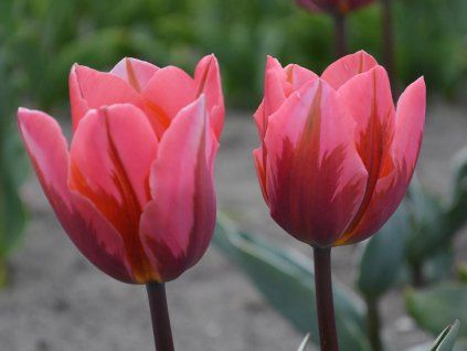 Tulip�n �Pretty Princess�