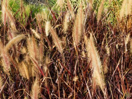 Pennisetum advena Rubrum