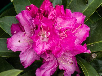 Rhododenron Be�ov (1)