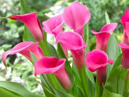 Calla Lily Wild Salmon 2