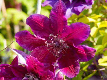 Clematis My Beauty (1)