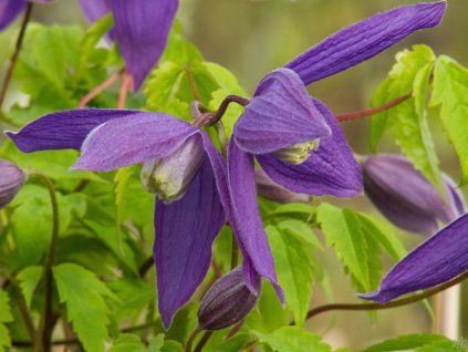 Clematis Pamela Jackman (2)