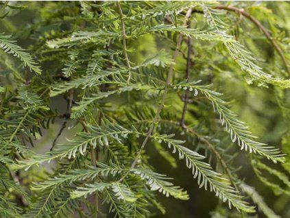 Metasequoia glyptostroboides 1020x1120 proportionalexact
