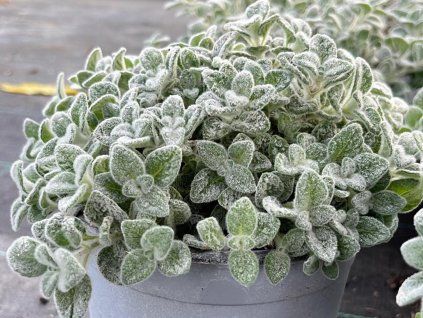 origanum dictamnus