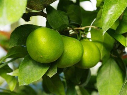 Mandarinka 'Okitsu' (Balení kontejner C2)