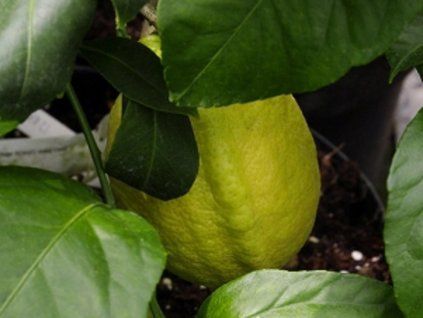 Citroník 'Izrael' (Balení kontejner C2)