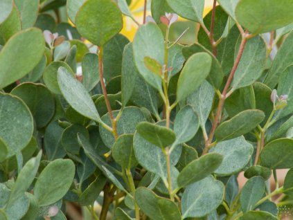 Eucalyptus Botanic Hearts