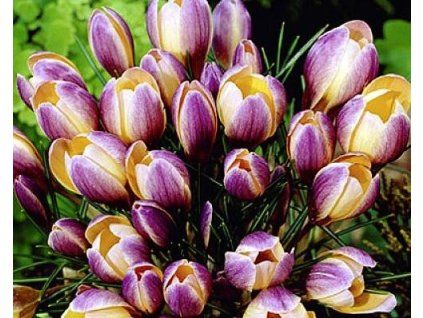 47070 1 krokus advance 10 ks