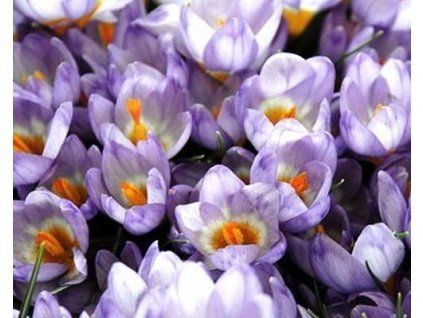 47082 1 krokus blue pearl