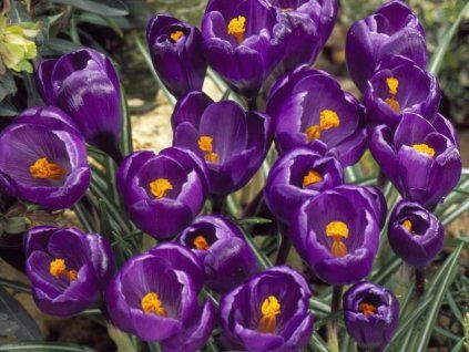 large flowering crocus bulbs purple